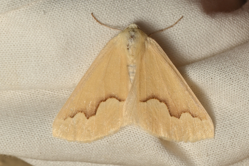 Dark-banded Girdle photo 3