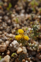 Eriophyllum pringlei