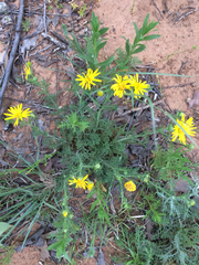 Xanthisma spinulosum spinulosum