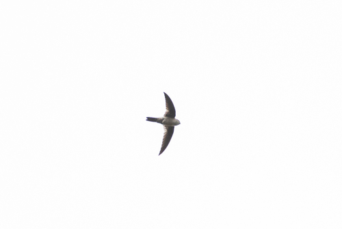 Australian Swiftlet (Aerodramus terraereginae), photo 4