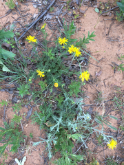 Xanthisma spinulosum spinulosum