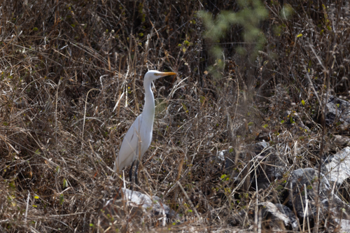 Eastern Cattle-Egret