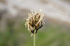 Carex stenophylla