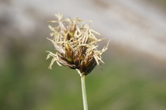 Carex stenophylla