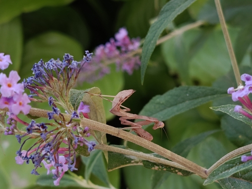 Transcaucasian Giant Mantis