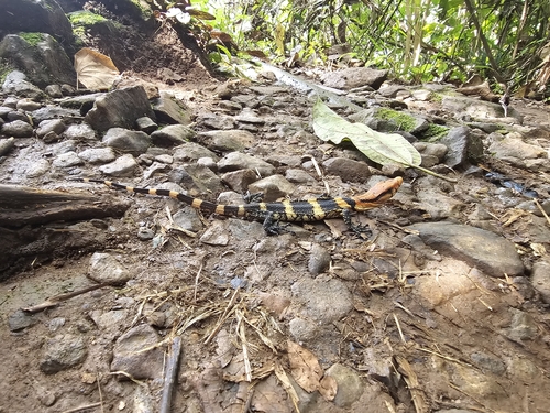 Varanus dumerilii observed 2026-07-21