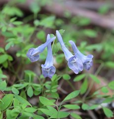 Corydalis lineariloba