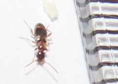 Aulacoderus