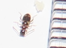 Aulacoderus