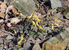 Corydalis pallida tenuis