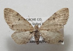 Eupithecia satyrata