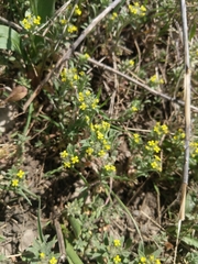 Alyssum desertorum