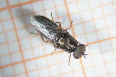 Scenopinus fenestralis