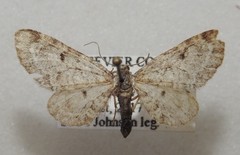 Eupithecia subcolorata