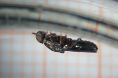 Scenopinus fenestralis