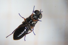 Scenopinus fenestralis