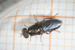 Scenopinus fenestralis