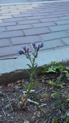 Anchusa thessala