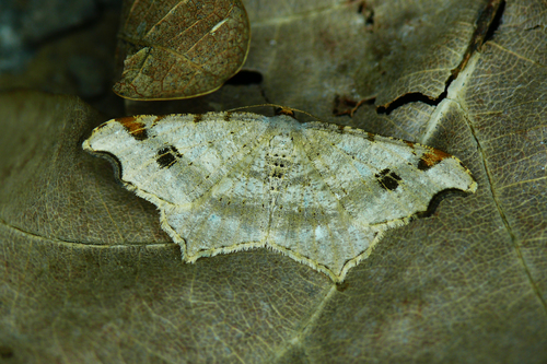 Sharp-angled Peacock Moth, photo 2 of 8