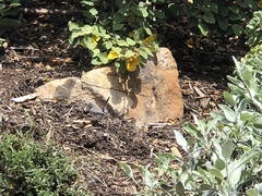Fremontodendron californicum