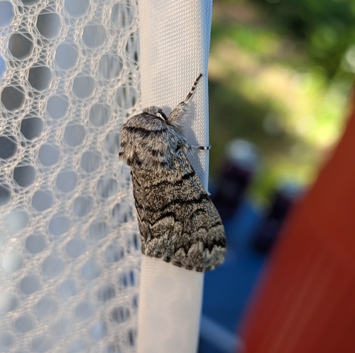 Cascades Panthea Moth