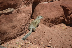 Ictidomys parvidens