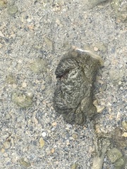 Pilumnus