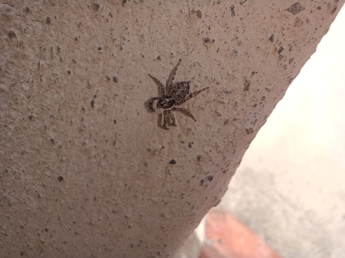 Half-edged Wall Jumping Spider