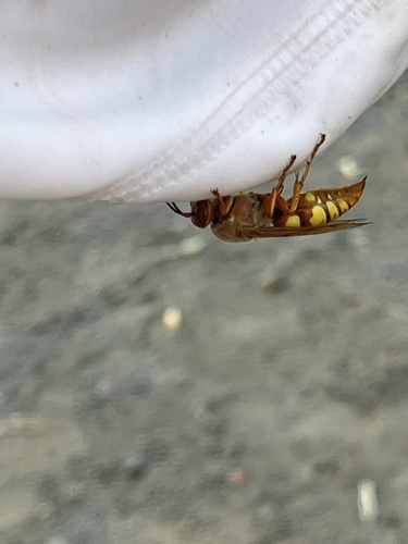 Western Cicada-killer Wasp
