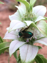 Augochloropsis humeralis