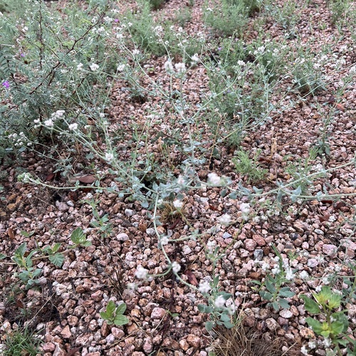 Abert's buckwheat