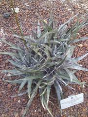Dyckia marnier-lapostollei