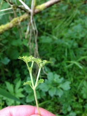 Chrysosplenium glechomifolium