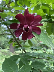 Calycanthus