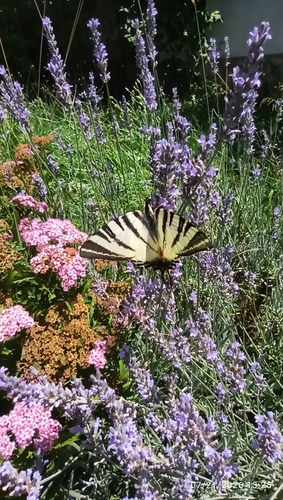 Scarce Swallowtail