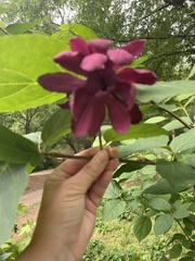 Calycanthus