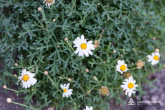 Argyranthemum frutescens