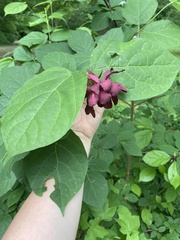 Calycanthus