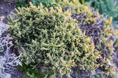 Thesium subsucculentum