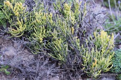 Thesium subsucculentum