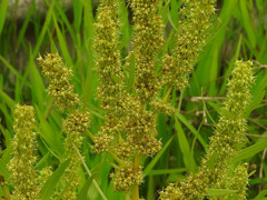 Rumex trisetifer