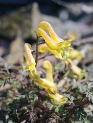 Corydalis pallida tenuis