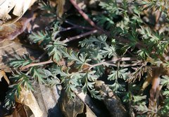 Corydalis pallida tenuis
