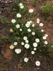 Aphanostephus skirrhobasis