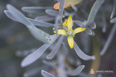 Cneorum pulverulentum