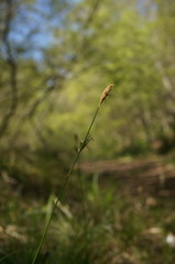 Carex michelii