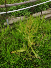 Rumex trisetifer