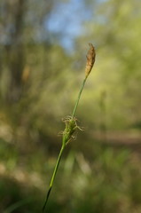 Carex michelii