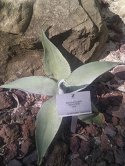 Agave guiengola