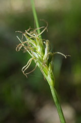 Carex michelii